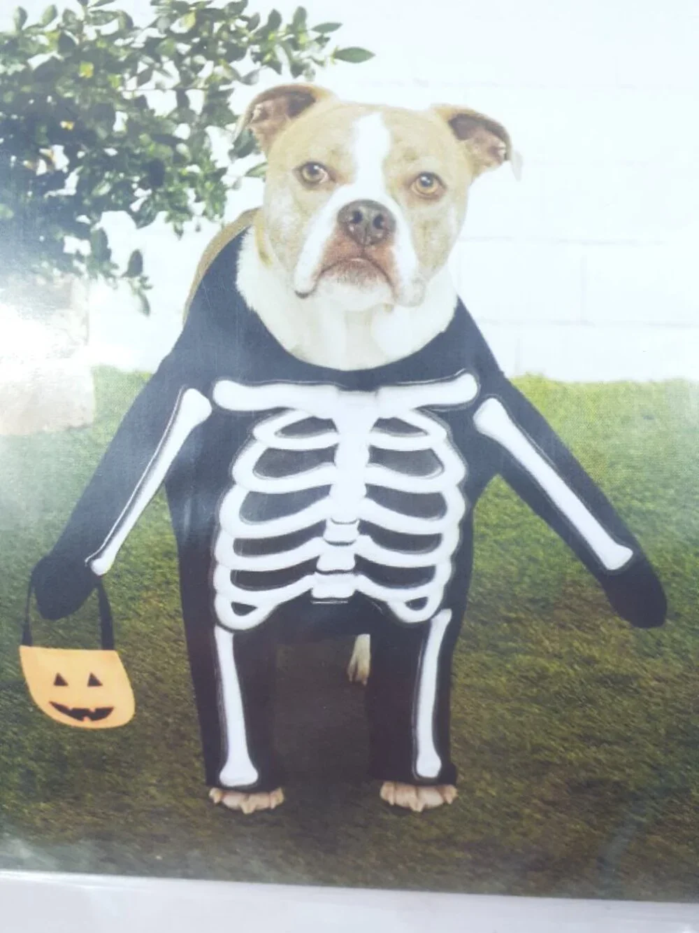 Ashland Halloween Dog Costume XS Skeleton 977A